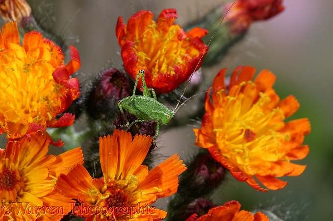 Speckled Bush Cricket (Leptophyes punctatissima) nymph on Orange Hawkweed.  Europe