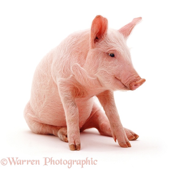 Middle White piglet, 3 weeks old, sitting, white background