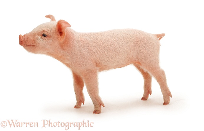 Middle White piglet, one week old, white background