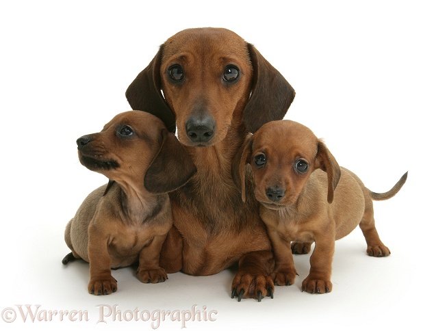 Dachshund mother and puppies, white background