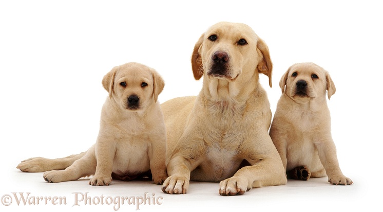 Yellow Labrador Retriever bitch Emma with her two puppies, 6 weeks old, white background