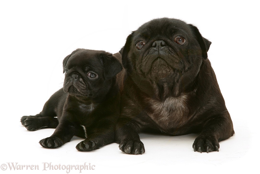 Black pug mother and pup, white background