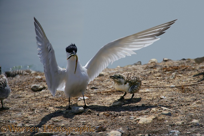 Sandwich Tern (Sterna sandvicensis) adult with Sandeel for its chick.  Atlantic coasts