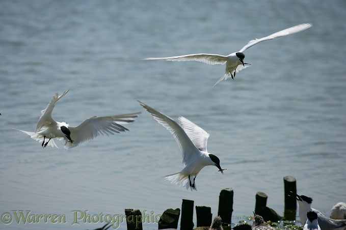 Sandwich Tern (Sterna sandvicensis) adults bringing 15-spined Sticklebacks for their young.  Atlantic coasts