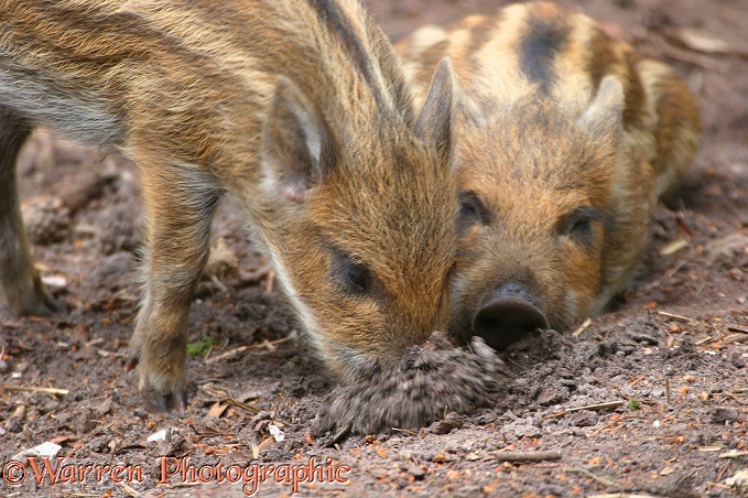 Wild Boar (Sus scrofa) piglets