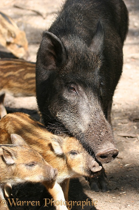 Wild Boar (Sus scrofa) mother and piglets
