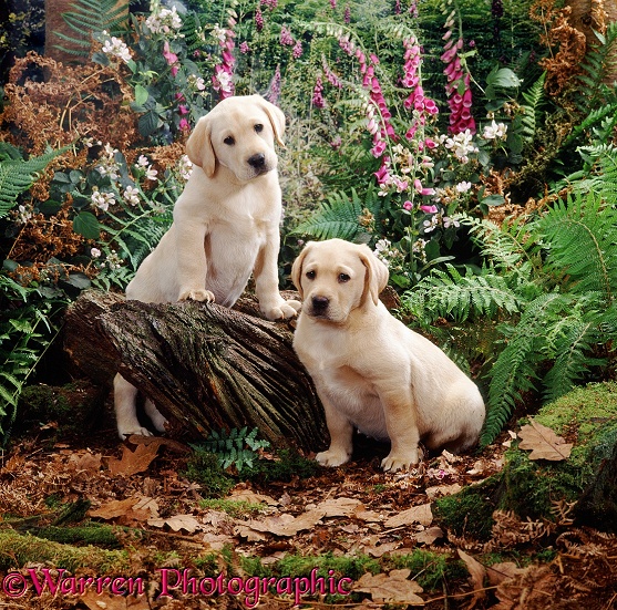 Two Yellow Labrador Retriever puppies, 7 weeks old, have been playing on a stump in the woods