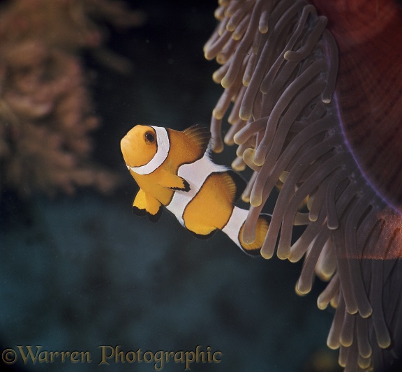 Anemone Clownfish (Amphiprion pecular)
