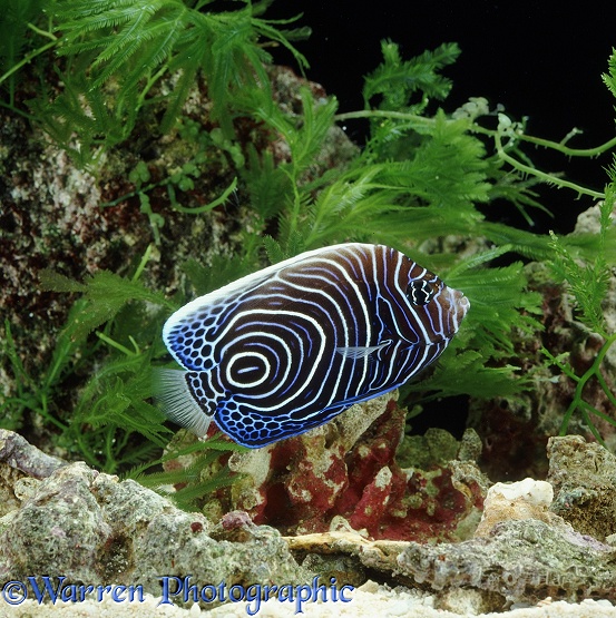 Imperial Angelfish (Pomacanthus imperator), juvenile.  Indo-Pacific