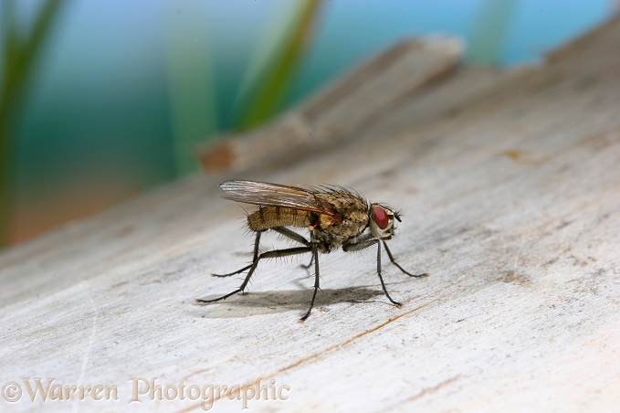 Parasitic fly (Calirrhoe siberita) male showing haltere.  Europe