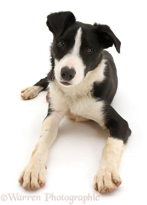 Black-and-white Border Collie pup Jasper, 18 weeks old, lying, head up, white background