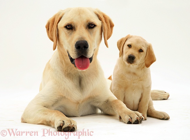 Yellow Labrador Retriever Jasper with Emma pup, white background