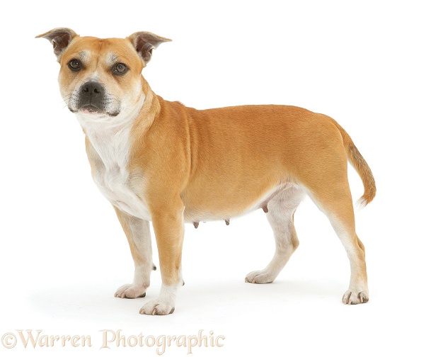 Red Staffordshire Bull Terrier bitch Tess standing, white background