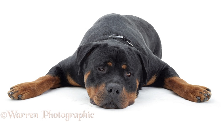 Rottweiler lying chin on floor, white background
