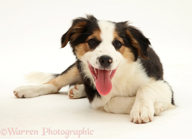Tricolour Border Collie pup Barker lying head up, panting, white background