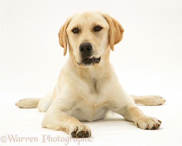 Yellow Labrador dog, Jasper, white background