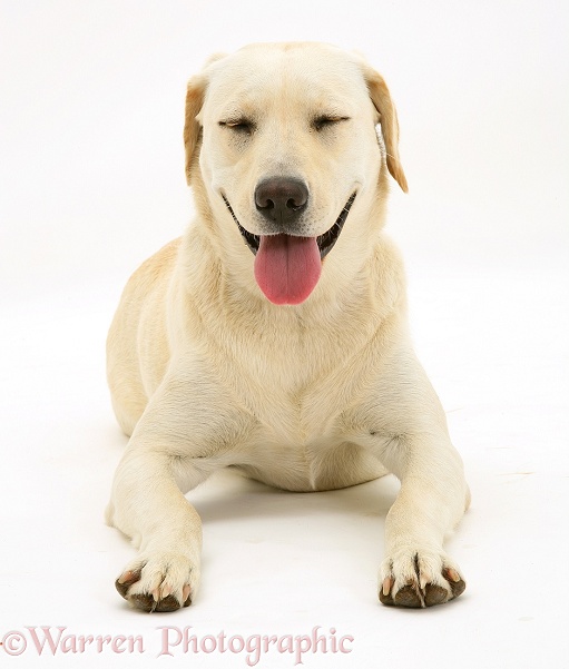 Yellow Labrador bitch Lucy, white background