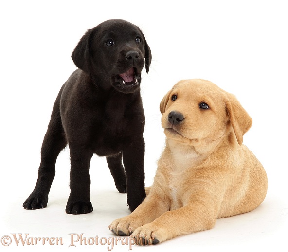 One Black and one Yellow Labrador Retriever pups, 8 weeks old, white background