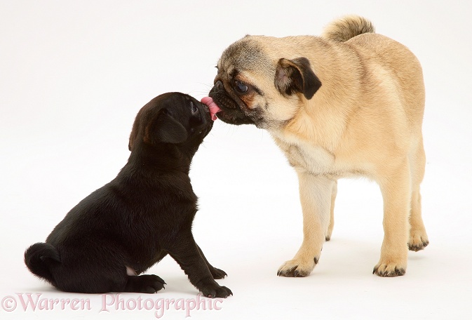 Fawn Pug and black pup 'kissing', white background