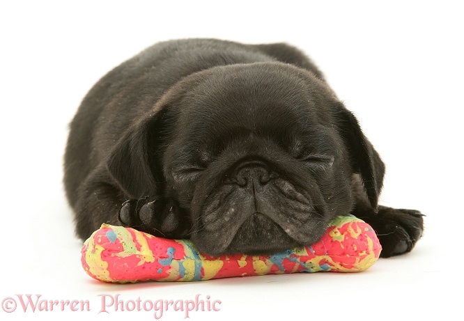 Black Pug puppy Victor sleeping on a plastic bone, white background