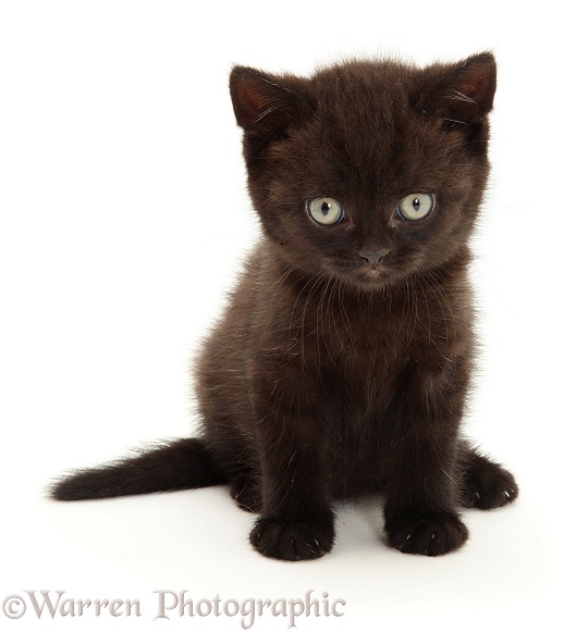 British Shorthair black kitten Panther, 7 weeks old, sitting, white background