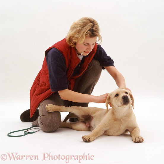 Vet, Rachel, giving Yellow Labrador pup his second vaccination at 12 weeks old, white background