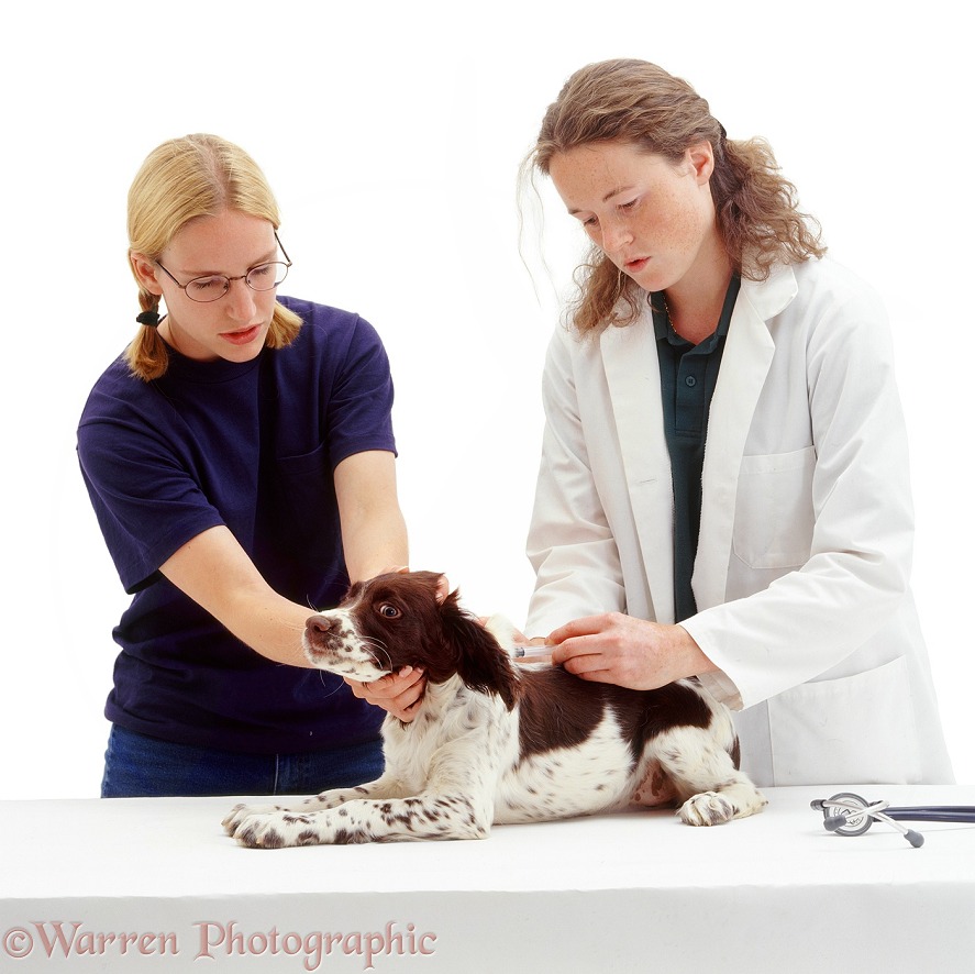 Vet, Myra, vaccinating English Springer Spaniel pup, Muppet, 8 weeks old, white background