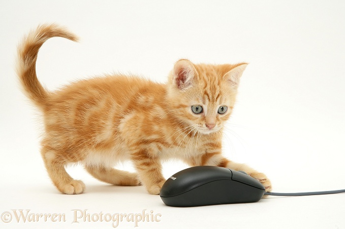 Ginger kitten Benedict with computer mouse, white background