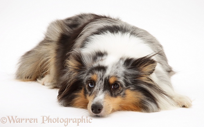 Merle Shetland Sheepdog bitch, Sapphire, lying with chin on the floor, white background