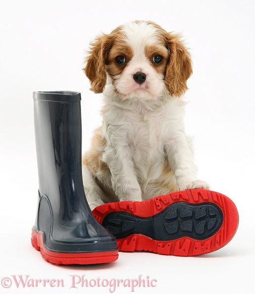 Cavalier King Charles Spaniel pup and child's boots, white background