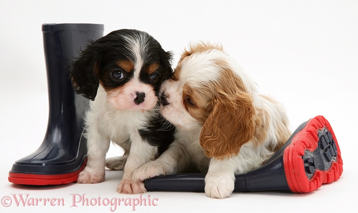 Cavalier King Charles Spaniel pups and child's boots, white background