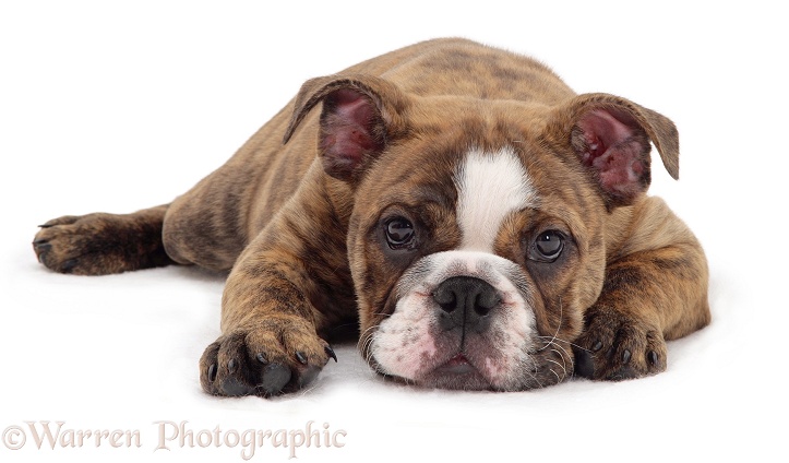 Brindle Bulldog pup Olivia lying, chin on floor, white background