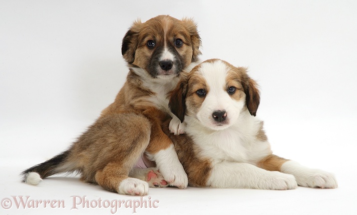 Sable Border Collie pups Tosca and Dart, white background