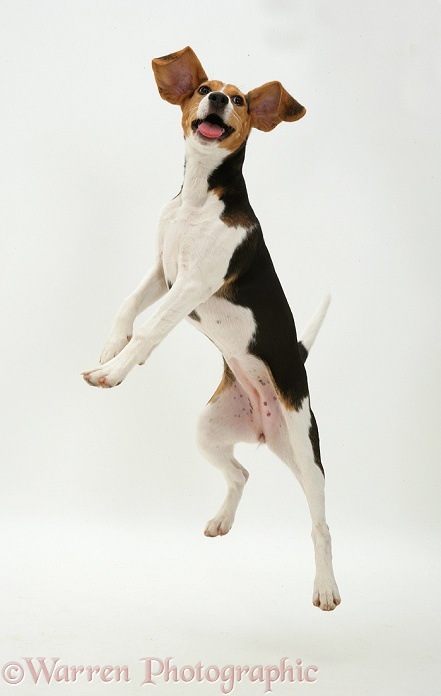 Beagle pup jumping up, ears flying, white background