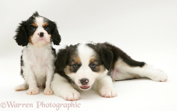 Tricolour puppies: Cavalier King Charles Spaniel sitting beside Border Collie, Barker, lying down, white background
