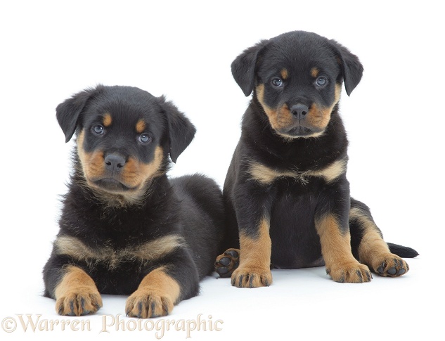 Two Rottweiler pups, white background