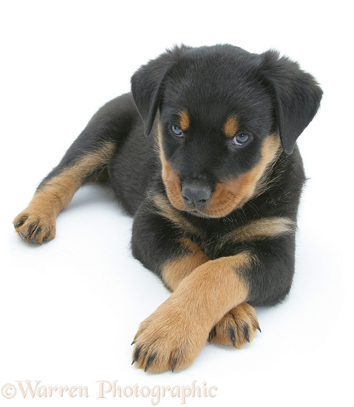 Rottweiler pup lying, paws crossed, white background