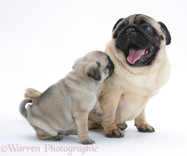 Fawn Pug dog Oliver and pup, white background