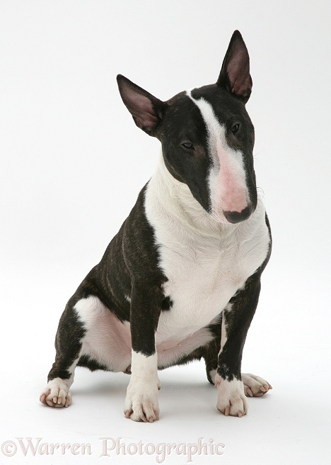 Miniature Bull Terrier, Lily, sitting, white background