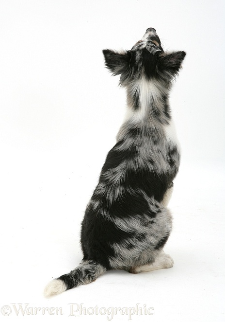 Blue merle Collie-cross, Kirsty, sitting, back view, looking up, white background