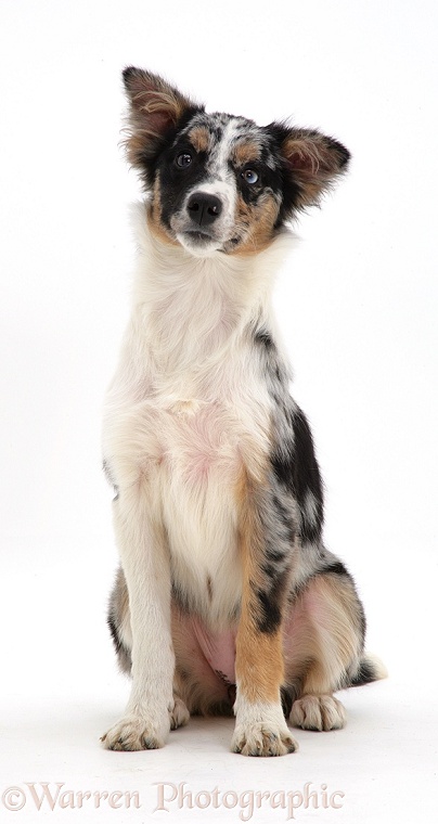 Blue merle Collie-cross Kirsty sitting, white background