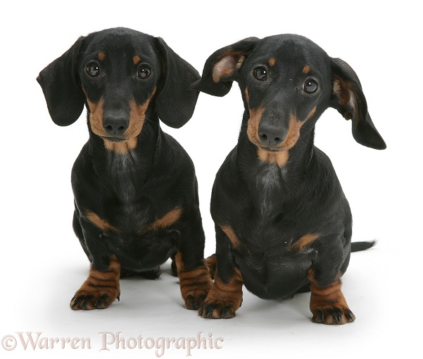 Two miniature Dachshunds sitting, white background