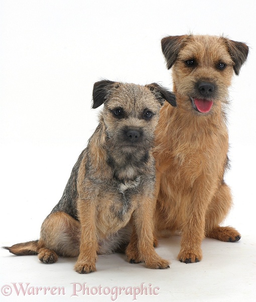 Border Terriers Bella and Dennis sitting, white background