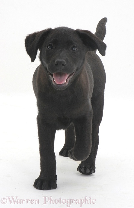 Black Labrador pup, white background