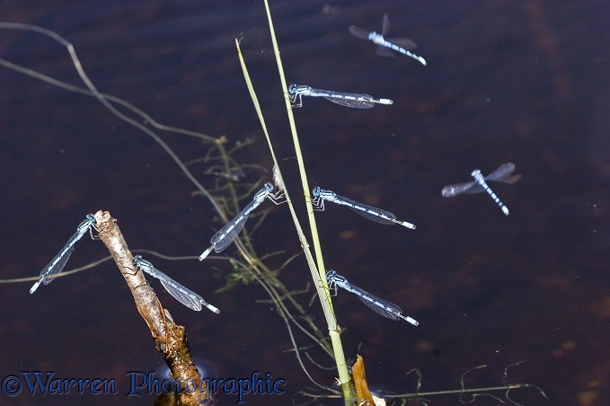 Common Blue Damselfly (Enallagma cyathigerum) males waiting for a passing female