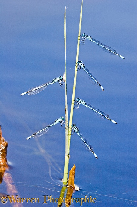 Common Blue Damselfly (Enallagma cyathigerum) males waiting for a passing female