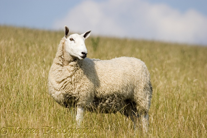 Sheep.  Dorset, England