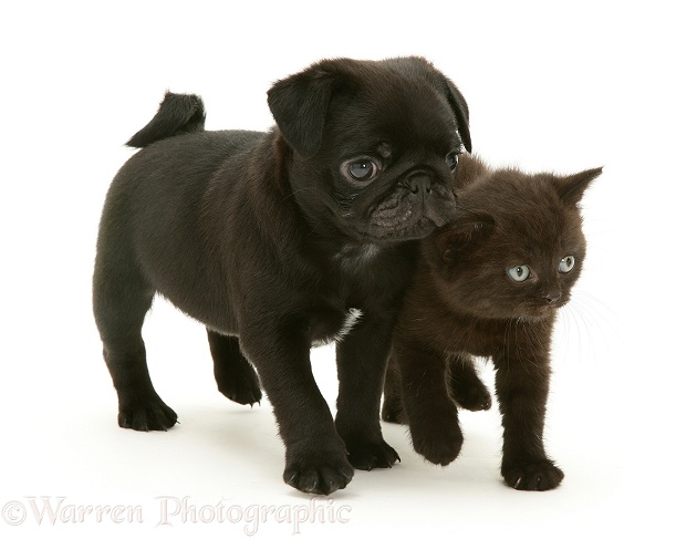 Black Pug pup Victor with black kitten Panther, white background