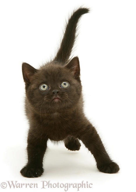 British Shorthair black kitten Panther, 7 weeks old, white background