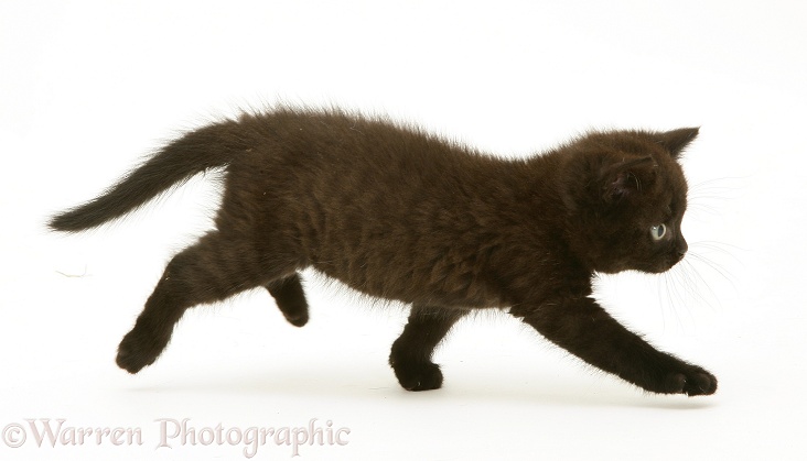 British Shorthair black kitten, Panther, 7 weeks old, running across, white background